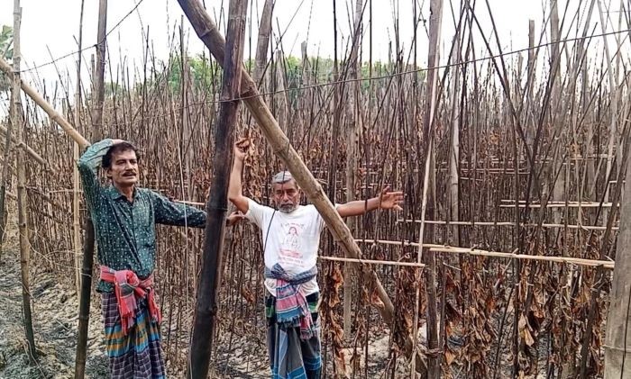 ফরিদপুরে লিজের জমি না ছাড়ায় পানের বরজে আগুন, কোটি টাকার ক্ষতি